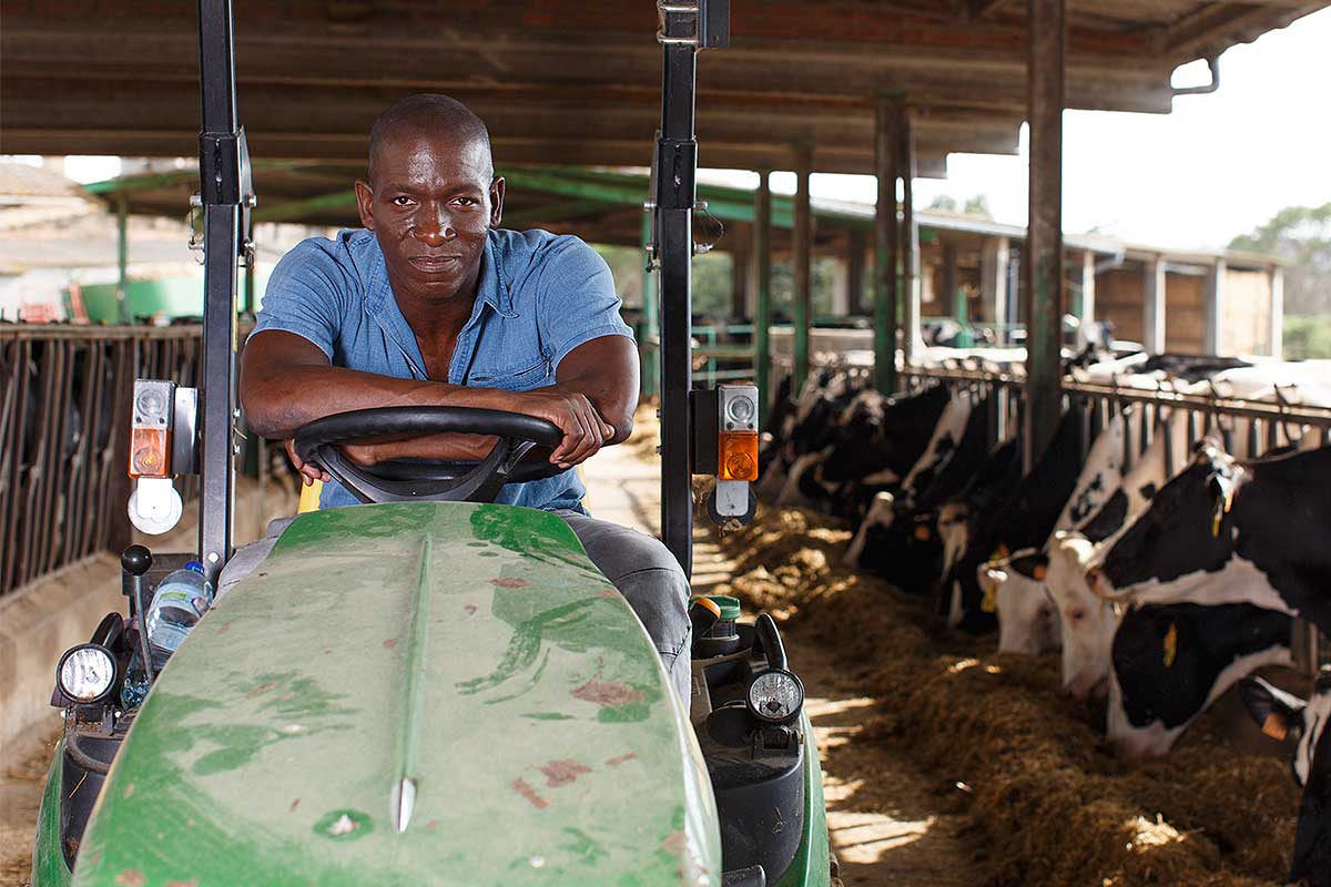 Livestock insurance (image of a farmer tending to his dairy cows)